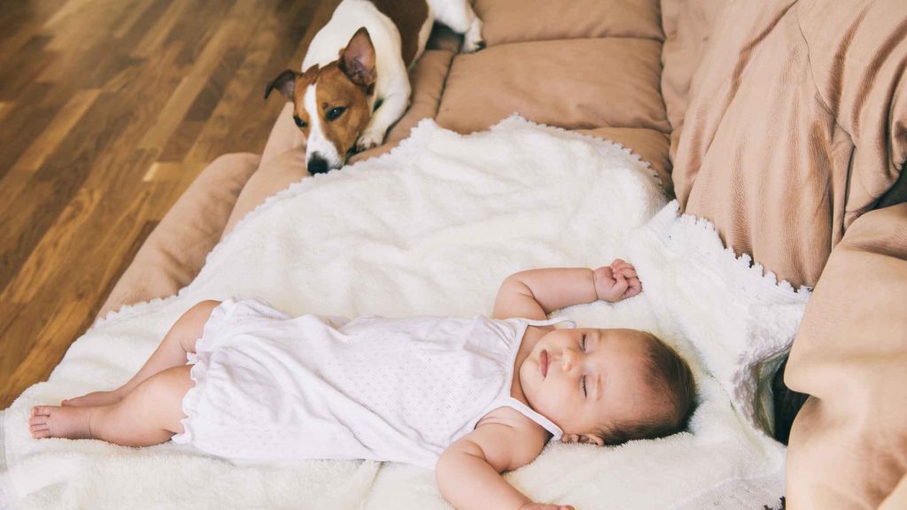 How to Introduce Dog to Baby