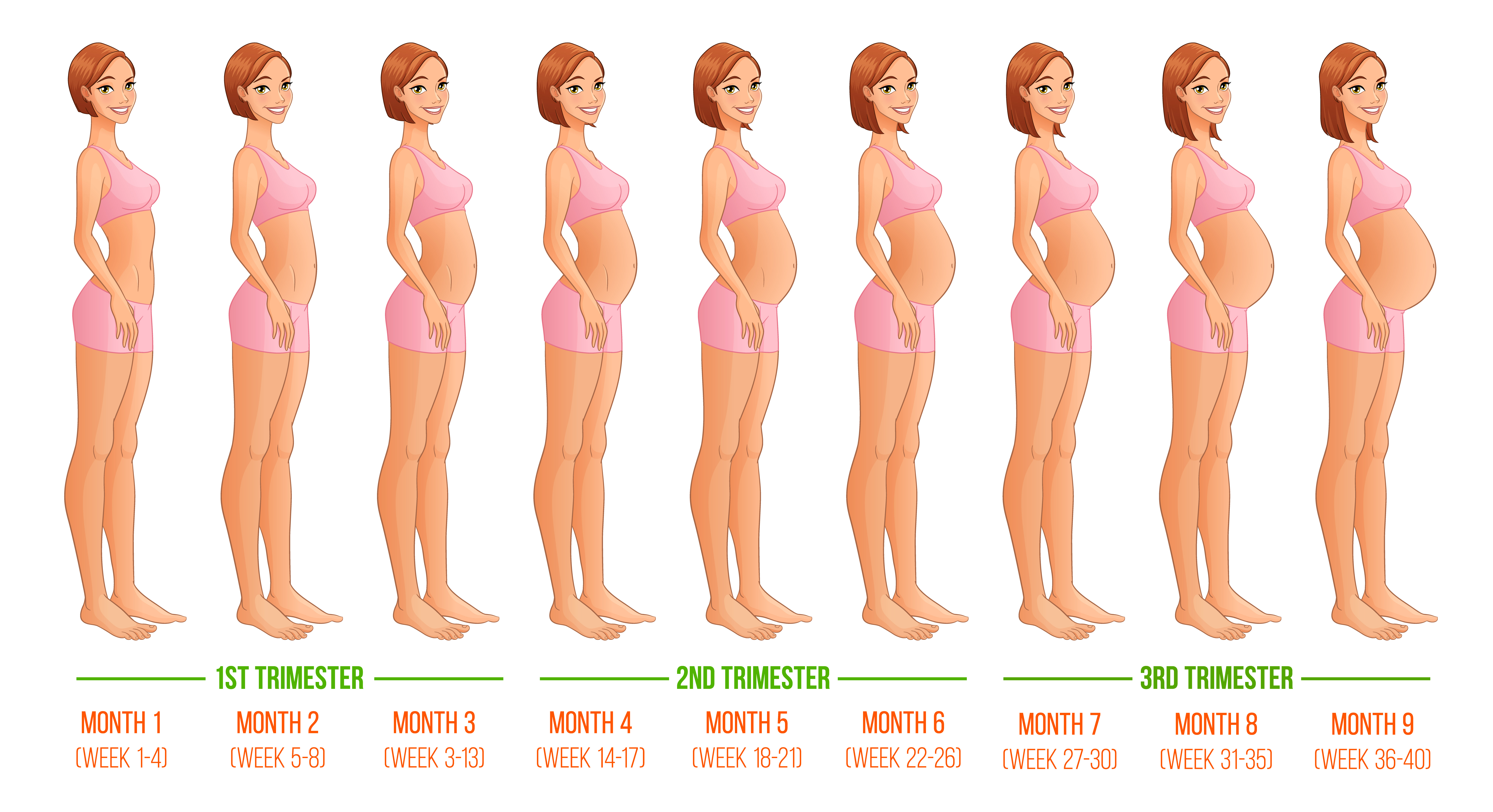 Pregnancy week by week. 3 Trimesters. 9 Months, 40 Weeks.