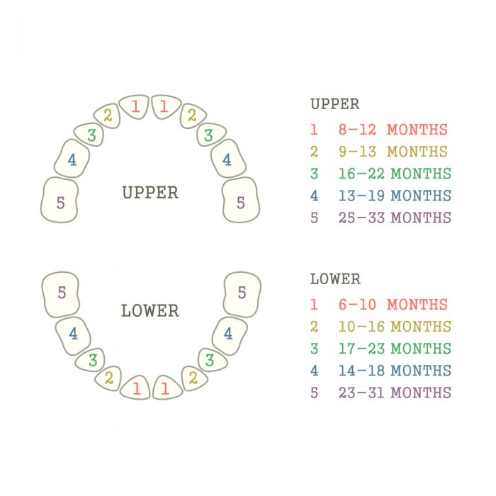 baby teething chart